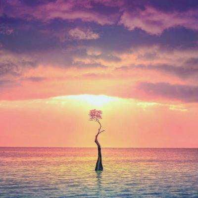 2026 CAIMRS 领航定向，锐意突破...